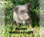 Small #2 French Bulldog