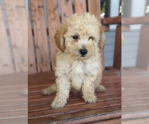 Poodle (Miniature) Puppy for sale in CLARE, MI, USA