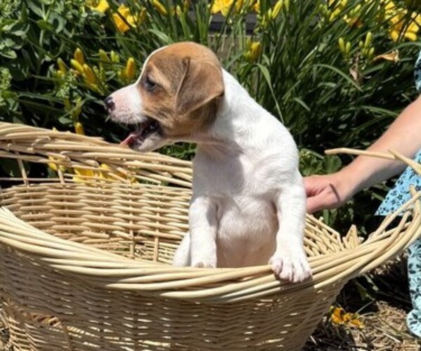 Medium Photo #2 Jack Russell Terrier Puppy For Sale in THORP, WI, USA