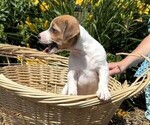 Small #1 Jack Russell Terrier