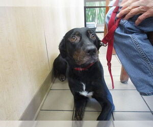 Labrador Retriever-Unknown Mix Dogs for adoption in Ocala, FL, USA