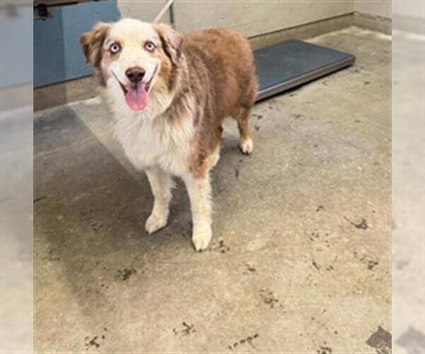 Medium Photo #1 Australian Shepherd Puppy For Sale in Camarillo, CA, USA