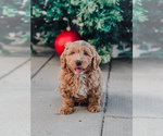 Puppy Puppy 1 Goldendoodle-Miniature Bernedoodle Mix