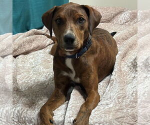 Mutt Dogs for adoption in Denton, TX, USA