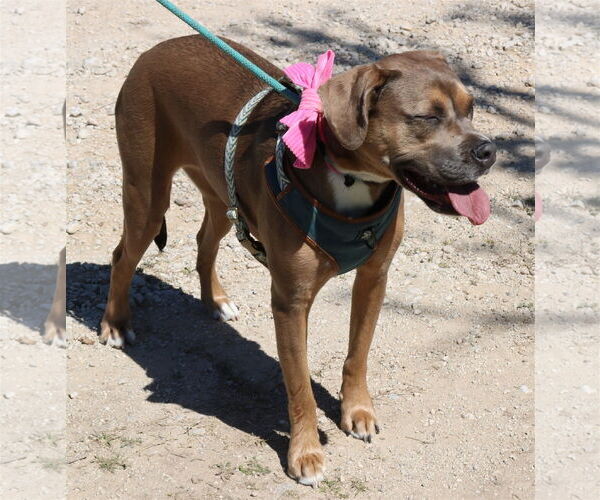 Medium Photo #4 Boxweiler Puppy For Sale in Bandera, TX, USA