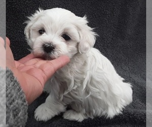 Maltese Puppy for sale in MANHATTAN, NY, USA