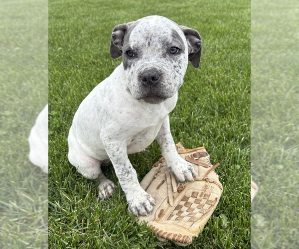 Medium Photo #2 American Bulldog Puppy For Sale in MIDDLEBURY, IN, USA