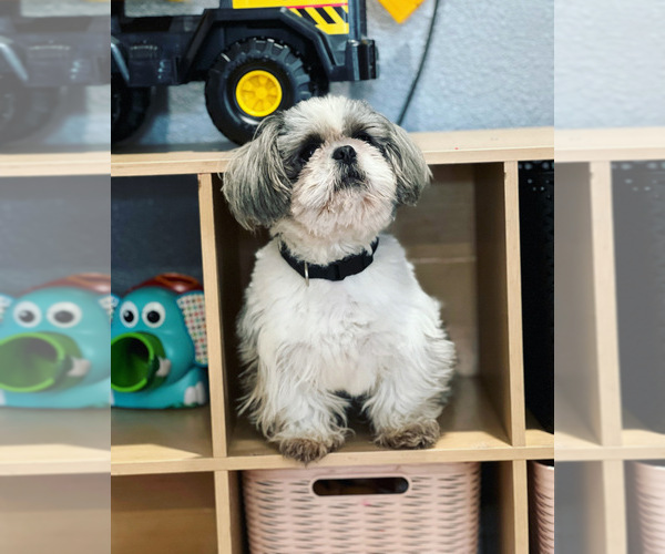 Medium Photo #1 Shih Tzu Puppy For Sale in SALINAS, CA, USA