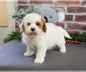 Cavapoo Puppy for sale in SYRACUSE, IN, USA