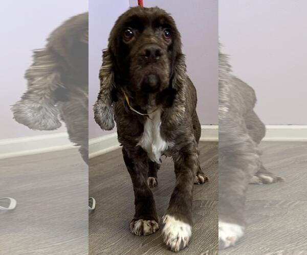 Medium Photo #1 Cocker Spaniel Puppy For Sale in Westminster, MD, USA