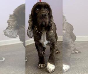 Cocker Spaniel Dogs for adoption in Westminster, MD, USA