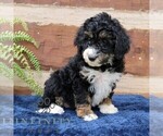 Small #5 Bernedoodle (Miniature) (+ Poodle Miniature)