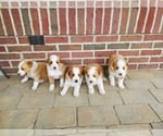 Small #1 English Shepherd