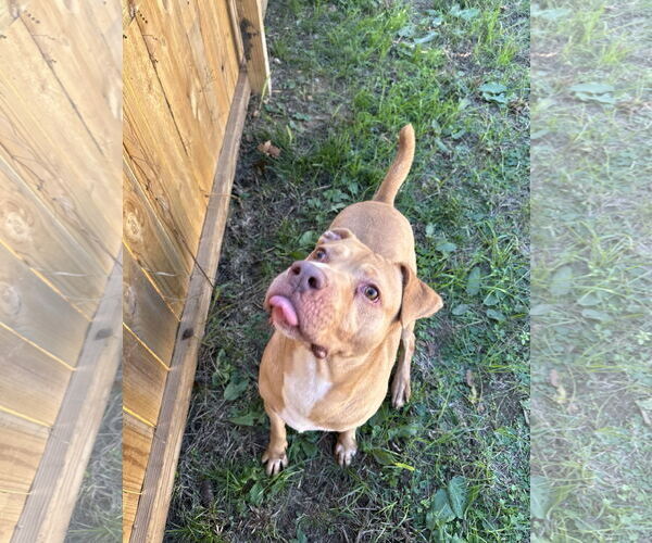 Medium Photo #2 American Staffordshire Terrier-Unknown Mix Puppy For Sale in Jackson, MS, USA