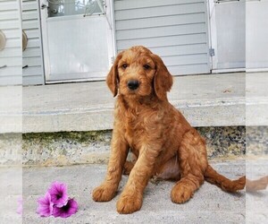 Goldendoodle Puppy for sale in MANCHESTER, NH, USA