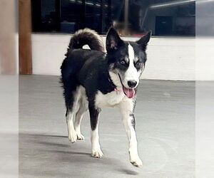 Huskies -Unknown Mix Dogs for adoption in Genesee, WI, USA