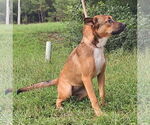 Small #1 Labrador Retriever Mix