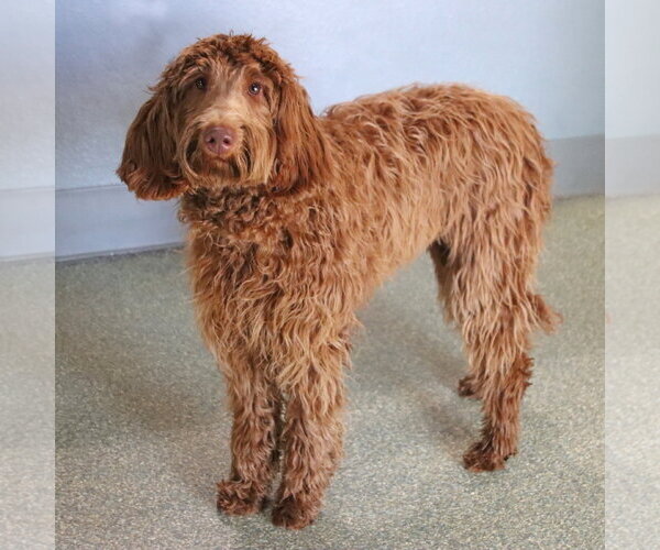 Medium Photo #3 Goldendoodle Puppy For Sale in Glendale , AZ, USA