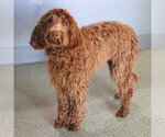Small #2 Goldendoodle
