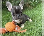 Small #1 French Bulldog