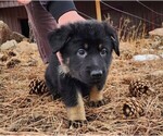 Small Photo #15 German Shepherd Dog Puppy For Sale in LIVERMORE, CO, USA