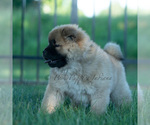 Small Photo #29 Chow Chow Puppy For Sale in WARSAW, IN, USA