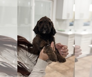 Medium Labradoodle