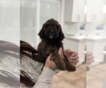 Puppy 1 Labradoodle