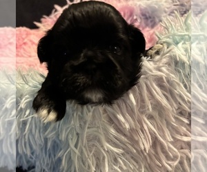 Shih Tzu Puppy for Sale in BLUFFTON, South Carolina USA
