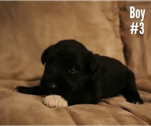 Schnauzer (Miniature) Puppy for sale in LAKEVILLE, OH, USA