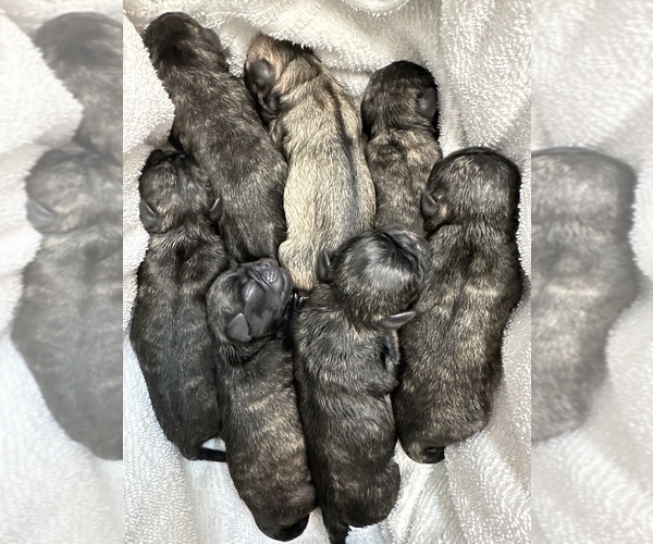 Medium Photo #1 Pug Puppy For Sale in TROY, MO, USA