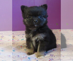 Chihuahua Puppy for sale in HAYES, VA, USA