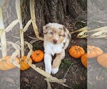 Small Photo #1 Australian Shepherd Puppy For Sale in HUME, MO, USA