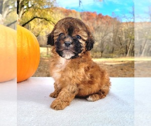 ShihPoo Puppy for sale in AVA, MO, USA