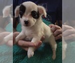 Small #4 Chihuahua
