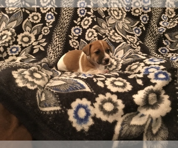 Medium Photo #2 Jack Russell Terrier Puppy For Sale in INTERLAKEN, NY, USA