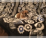 Small Photo #2 Jack Russell Terrier Puppy For Sale in INTERLAKEN, NY, USA