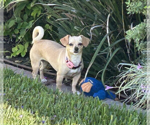 Medium Photo #1 Chihuahua Puppy For Sale in Menifee, CA, USA