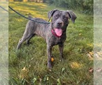 Small #1 Mutt