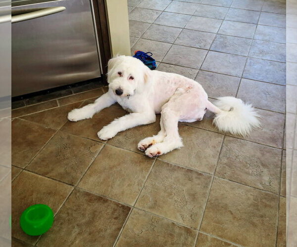 Medium Photo #6 Mutt Puppy For Sale in San Diego, CA, USA