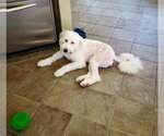 Small Photo #6 Mutt Puppy For Sale in San Diego, CA, USA