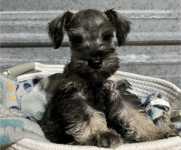 Full screen Photo #1 Schnauzer (Miniature) Puppy For Sale in SILVER CREEK, MS, USA