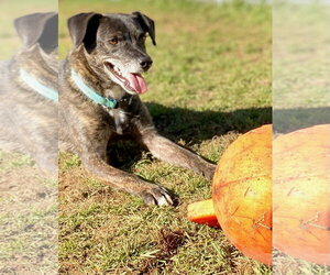 Ollie (Noah) Alabama - Male Beagle-Unknown Mix Dog for Adoption - Photo #20