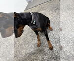 Small #2 Doberman Pinscher
