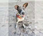 Small Pembroke Welsh Corgi Mix