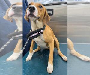 American Foxhound-Unknown Mix Dogs for adoption in Mobile, AL, USA