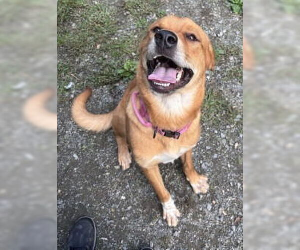 Medium Photo #3 Mutt Puppy For Sale in Glen Allen, VA, USA