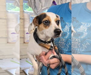 Jack-A-Bee Dogs for adoption in Foristell, MO, USA