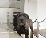 Small #2 Mutt
