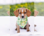 Small #4 Chiweenie